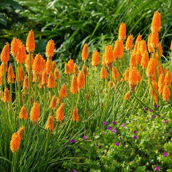 DIRECT GARDENING Multi-colored Flowering Red Hot Poker Plant Super