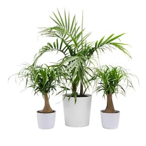 10 in. Majesty Palm and (2) 6 in. Ponytail Palm Plant in White Decor Planter, (3 Pack)