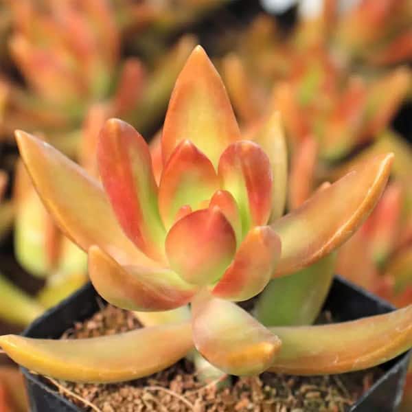 Copper Sedum Plant-4 Live Starter Plants in 2 Inch Growers Pots-Sedum Nussbaumerianum-Colorful Easy Care Succulent