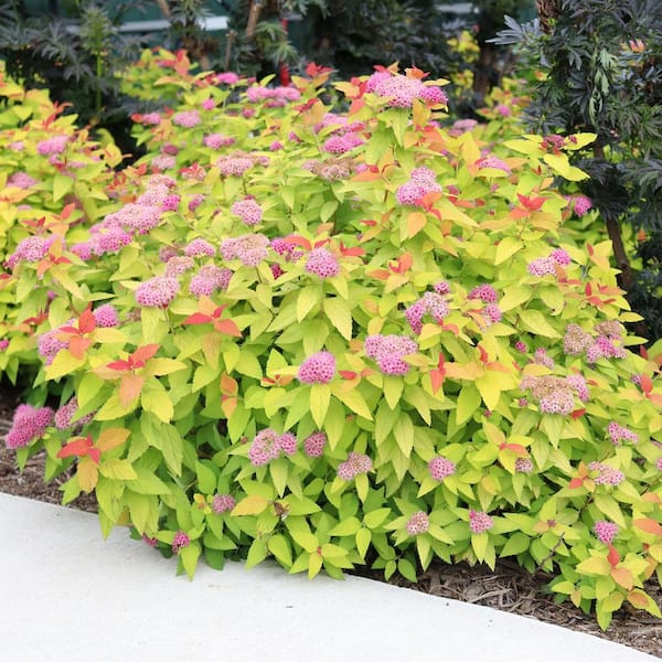 PROVEN WINNERS 2 Gal, Double Play Candy Corn Spirea Shrub with