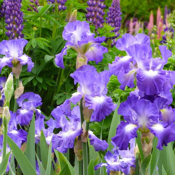 Artificial Bearded Iris in Violet Blue - 32