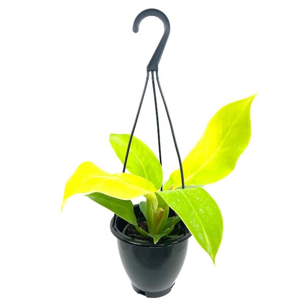 Wekiva Foliage Philodendron Moonlight Hanging Basket - Live Plant in a 4 in. Hanging Pot - Philodendron 'Moonlight' - Extremely Rare