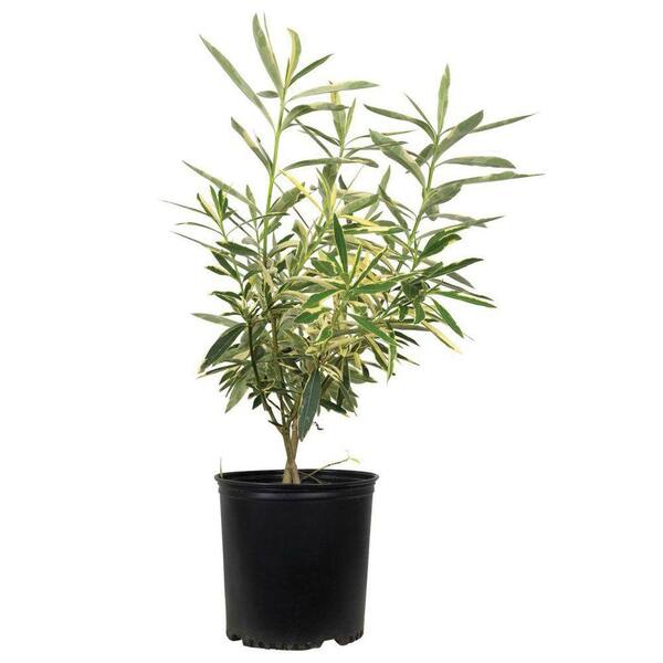 SOUTHERN LIVING 3 Gal. Twist of Pink Oleander, Evergreen Shrub, Green and White Variegated Foliage, Pink Blooms