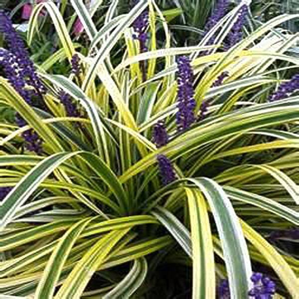 OnlinePlantCenter 1 gal. Variegated Lily Turf Plant