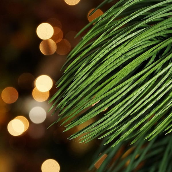 Long Needle Pine Tree - 30