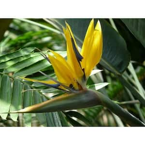 Yellow Bird of Paradise-Live Plant in a 10 Inch Pot-Caesalpinia Gilliesii-Rare Stunning Tropical Evergreen Plant