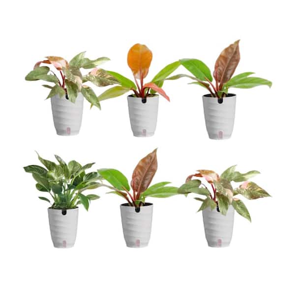 cornelian cherry plant #3 Container 2-3 Feet Multi Stem