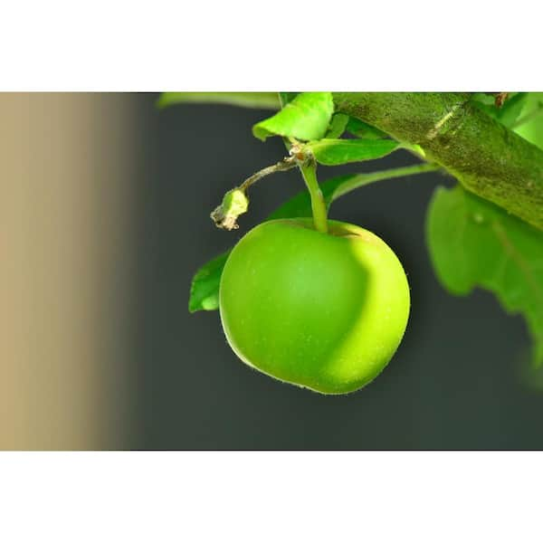 1 Gal. Fuji Deciduous Apple Tree APPFUJ01G - The Home Depot