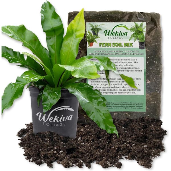 Wekiva Foliage Crissie Bird's Nest Fern Soil Mix Combo-Live Plant in a 4 in. Growers Pot 1-Quart Fern Soil-Asplenium Nidus