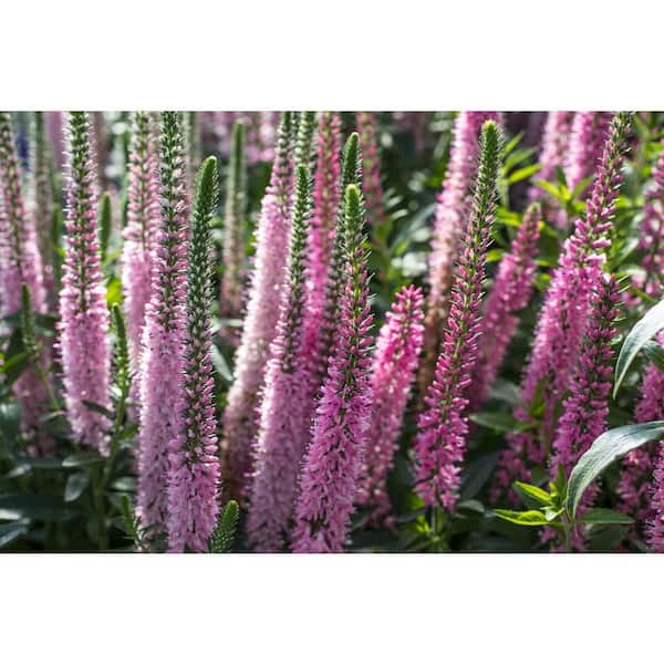 Bell Nursery 2.5 Qt. Pink Veronica Live Flowering Full Sun Perennial Plant