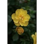 1 Gal. Oso Easy Lemon Zest Landscape Rose (Rosa) Live Shrub, Yellow Flowers
