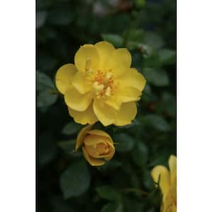 1 Gal. Oso Easy Lemon Zest Landscape Rose (Rosa) Live Shrub, Yellow Flowers