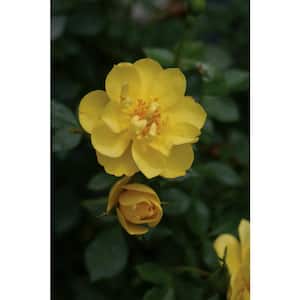 4.5 in. Qt. Oso Easy Lemon Zest Landscape Rose (Rosa) Live Shrub, Yellow Flowers