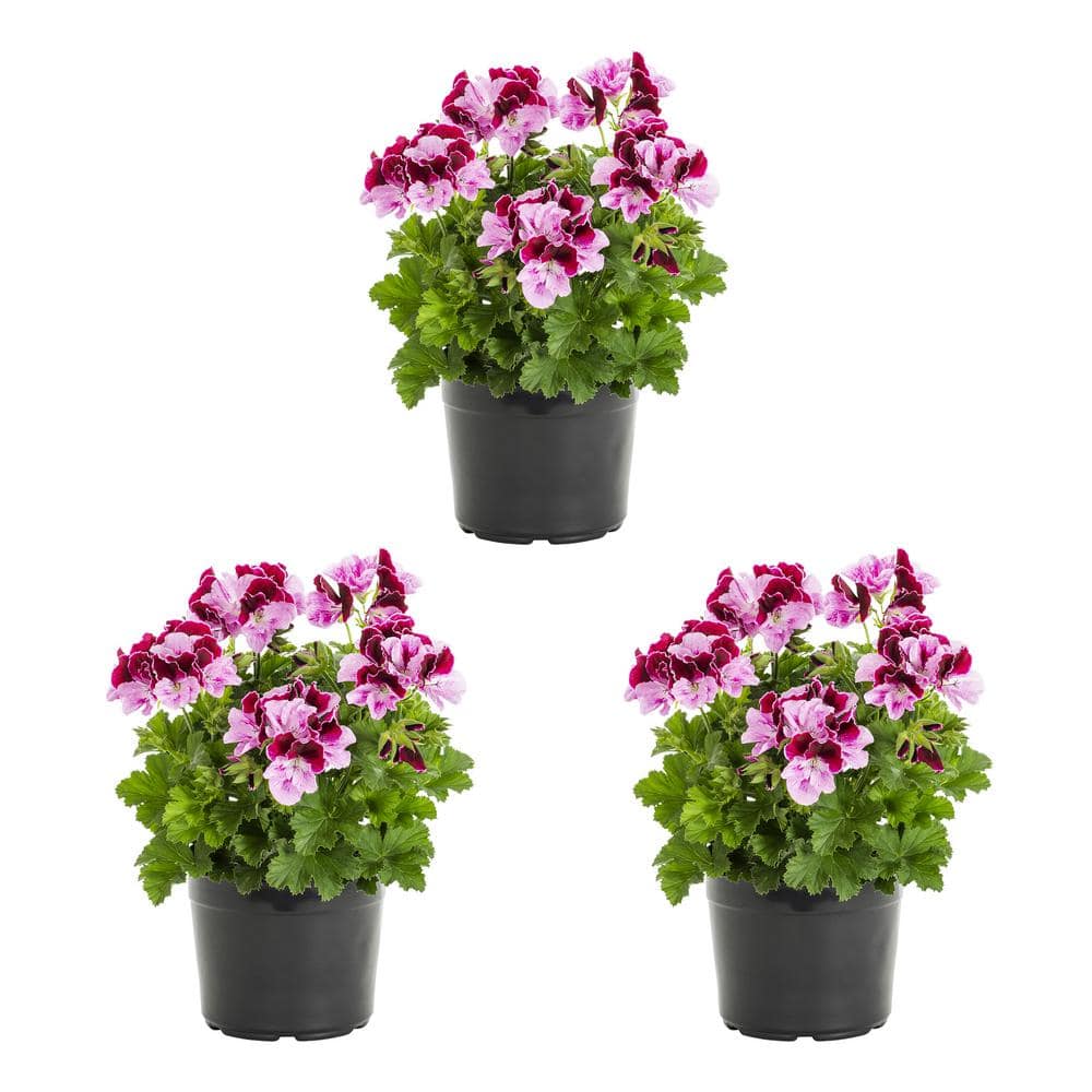 METROLINA GREENHOUSES 2 qt. Geranium Regal Annual Plant (3-Pack) 4623 ...