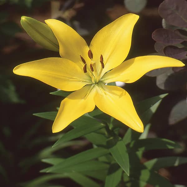 Unbranded 0.4 Qt. Tiny Glow Yellow Asiatic Lily Plant