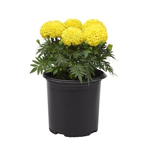 Yellow Marigold African Garden Outdoor Plant in 2.5 qt. Grower Pot