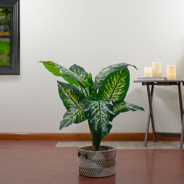buy philodendron white princess Philodendron White princess Large starter plant **(ALL plants require you  to purchase ANY 2 plants!)** main image 1