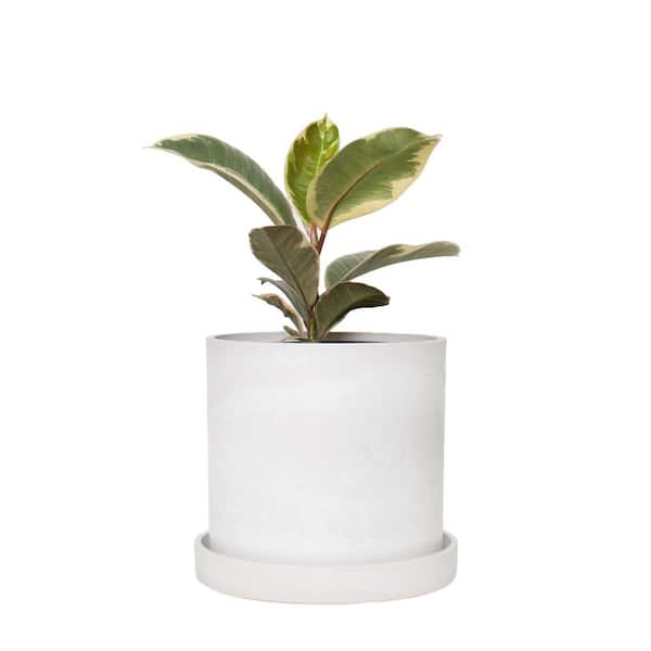 national PLANT NETWORK 7 in. Stonewash Recycled Planter with Saucer and 6 in. Ficus Tineke (1-Piece)