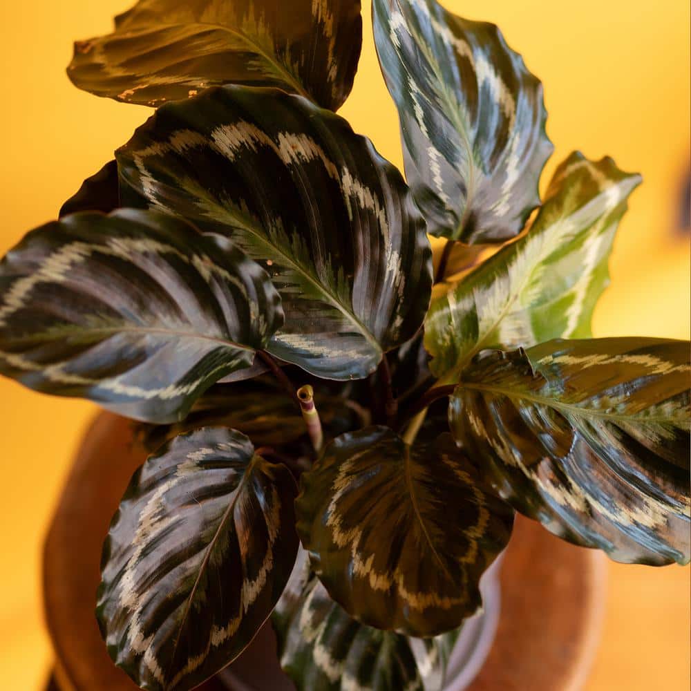 Calathea Medallion Indoor Plant in Black Plastic Planter