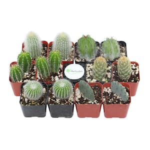 2 in. Cactus Collection (Collection of 12)