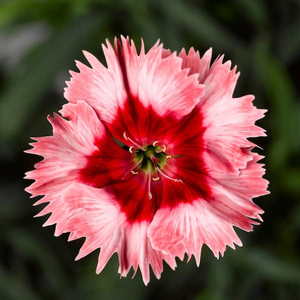 BELL NURSERY 1 qt. Dianthus Super Parfait Strawberry Annual Live Plant (4-Pack)