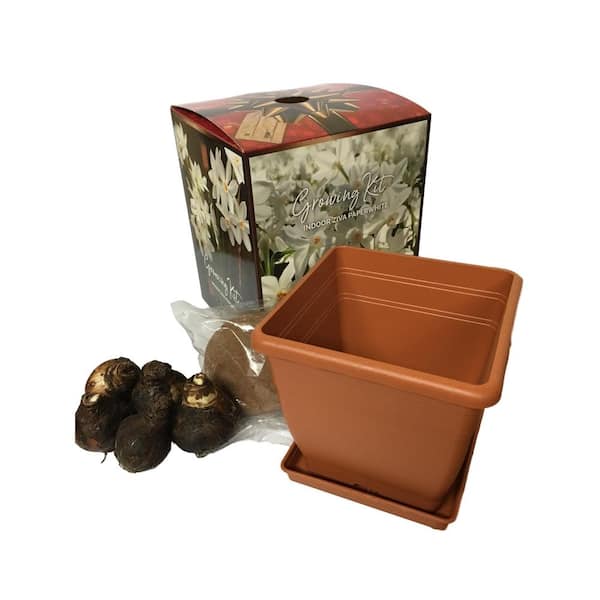 Daylily Nursery Paperwhite Planting Box Kit