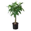 Money Tree Guiana Chestnut Pachira Braid Plant in 10 in. Grower Pot