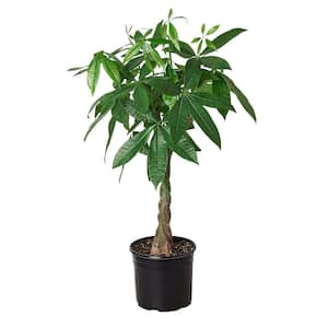 Money Tree Guiana Chestnut Pachira Braid Plant in 10 in. Grower Pot