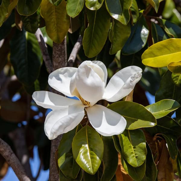 national PLANT NETWORK 2 gal. Sweetbay Magnolia Tree HD3219 - The