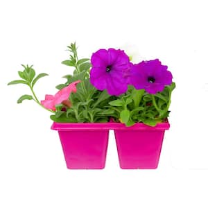4-Pack Wave Petunia Mix Annual Plant with Assorted Flowers