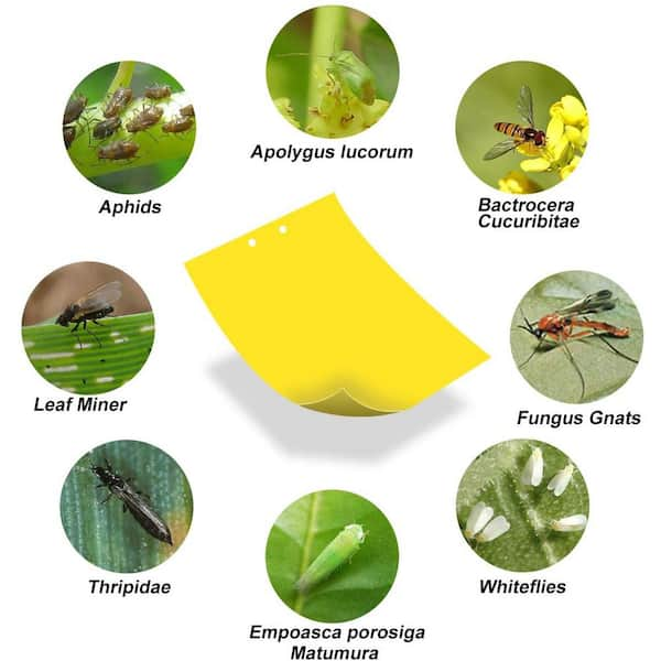 Fruit Fly Trap (20 Pack), Double-Sided Yellow Sticky Traps (Indoor &  Outdoor), Fruit Fly Traps for Kitchen & Plants, Fruit Fly Killer - Sticky  Gnat