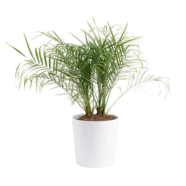 Costa Farms Roebellini, Pygmy Date Palm Indoor Plant in 10 in. Decor Planter, Avg. Shipping Height 3-4 ft. Tall