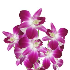 70 Sonia Dendrobium Orchid Flowers- Fresh Flower Delivery