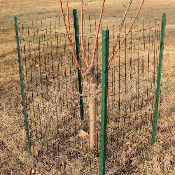 Angel Sar 24 in. x 50 ft. 16-Gauge Black PVC Poultry Netting, Coated Welded Wire Fence for Yard Vegetable Plant Protection