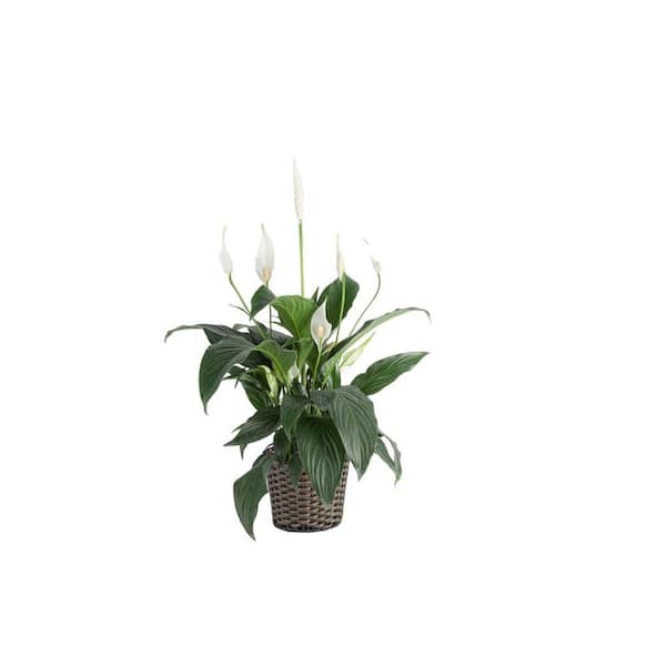 6 in. Spathiphyllum Peace Lily Plant in Brown Decor Wicker Pot