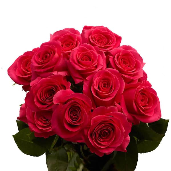 Globalrose 1-Dozen Hot Pink Roses- Fresh Flower Delivery 1850500096350 ...