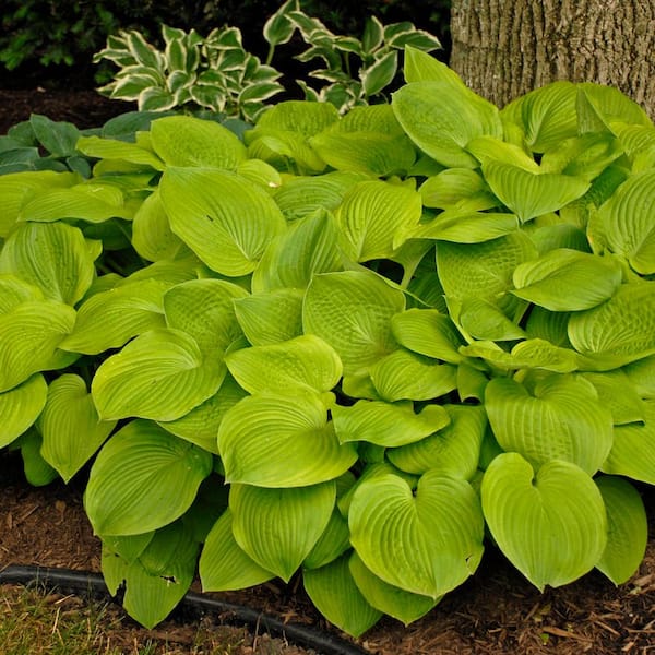 Spring Hill Nurseries Yellow Foliage August Moon Hosta, Live Bareroot ...