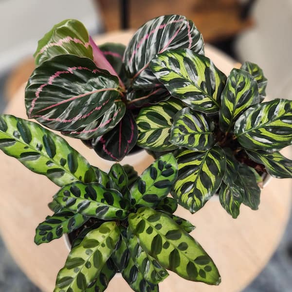 ALTMAN PLANTS 4 in. Calathea Asst (4-Pack) 0872717 - The Home Depot