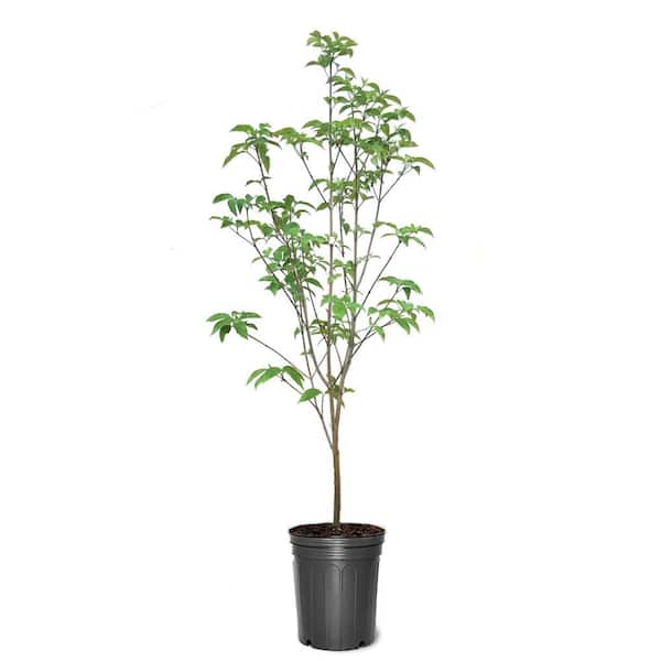 5 Gal. Cherokee Brave Dogwood Flowering Deciduous Tree with Red Flowers