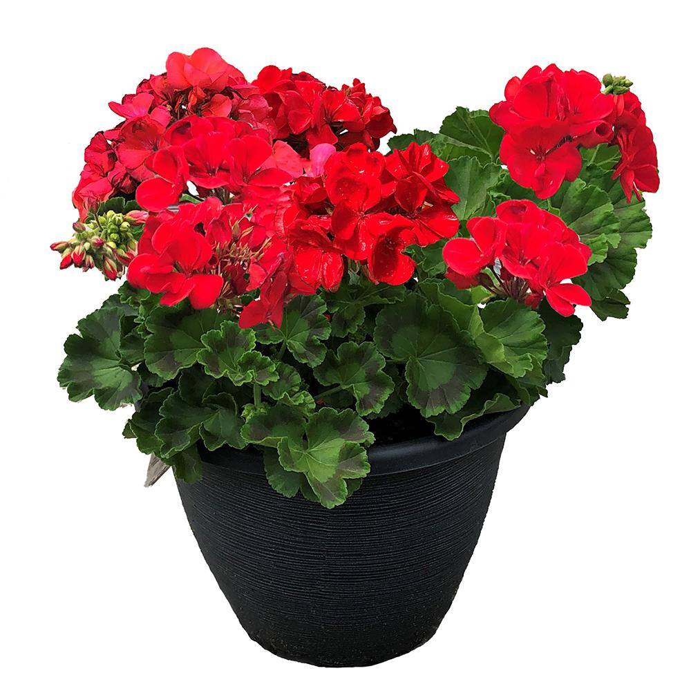 11 in. Geranium Annual with Bright Red Blooms and Rich Green Foliage ...