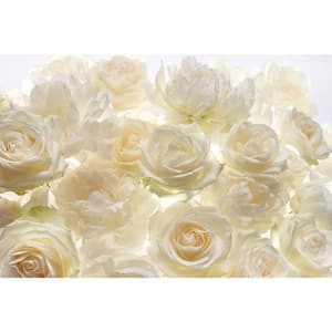 145 in. W x 98 in. H Ivory Rose Wall Mural