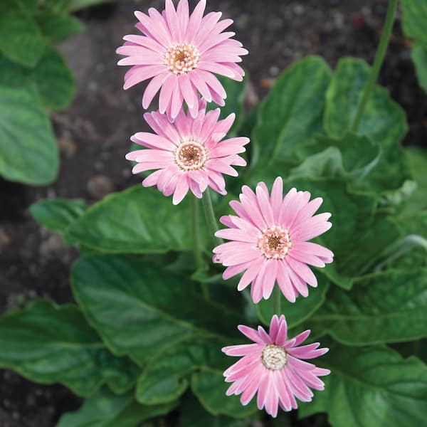 Vigoro 4.25 in. Lilac Transvaal Daisy Plant