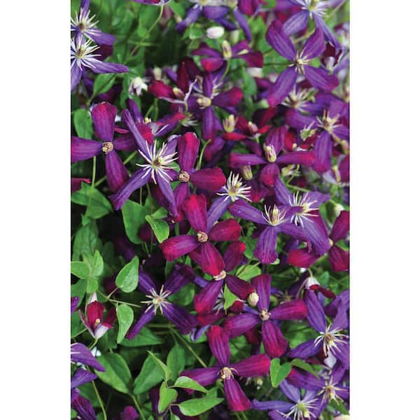 PROVEN WINNERS 4.5 in. Qt. Sweet Summer Love (Clematis) Live Shrub, Red-Purple Flowers