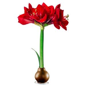 Gold Waxed 30 cm to 32 cm Red Flowering Amaryllis Bulb (1-Pack)