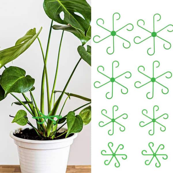 monstera mini Mini Monstera  Greenland Garden Centre
