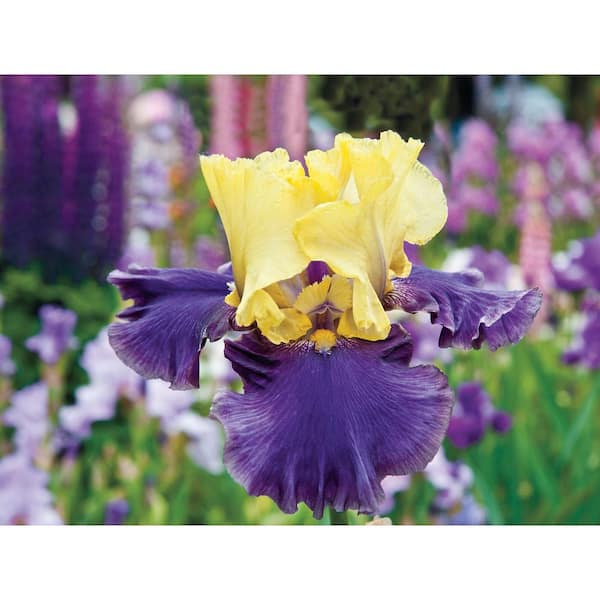 Breck's Jurrassic Park Reblooming Iris Purple and Yellow Flowers Live Bareroot Plant