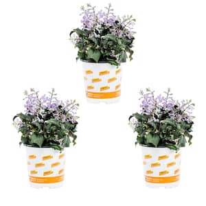 2.5 Qt. Purple Plectranthus Mona Lavender Annual Plant (3-Pack)