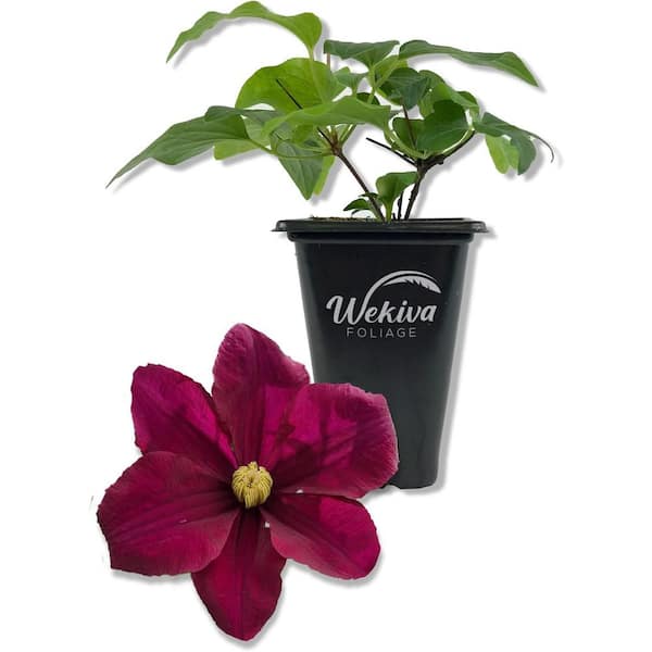 Clematis Warsaw-Live Starter Plant in a 2 Inch Growers Pot-Starter Plants-Beautiful Red Purple Flowering Vine