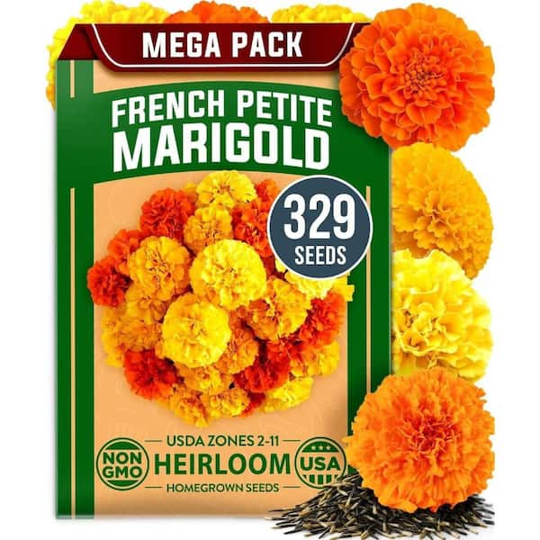 Marigold Seeds 329+ Flower Seeds for Planting Outdoors Wildflower Non-Organic Seed Tagetes Patula