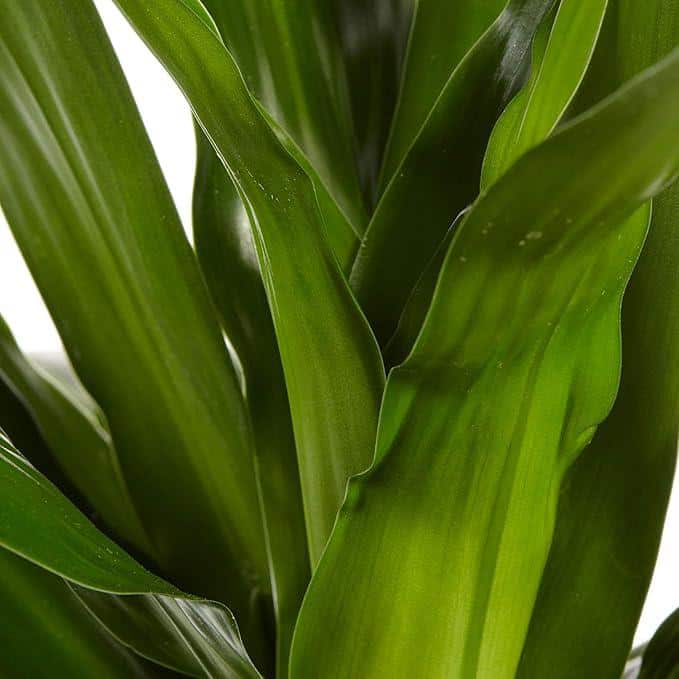 Large Dark Green Dracaena Janet Craig in Black Plastic Grower Pot